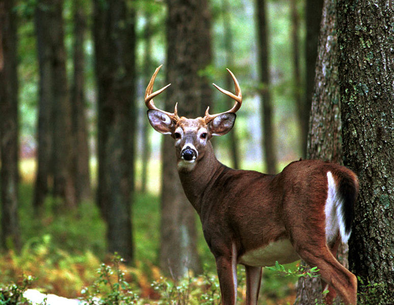 Despite easy budget, controversy abounded in Harrisburg hunting